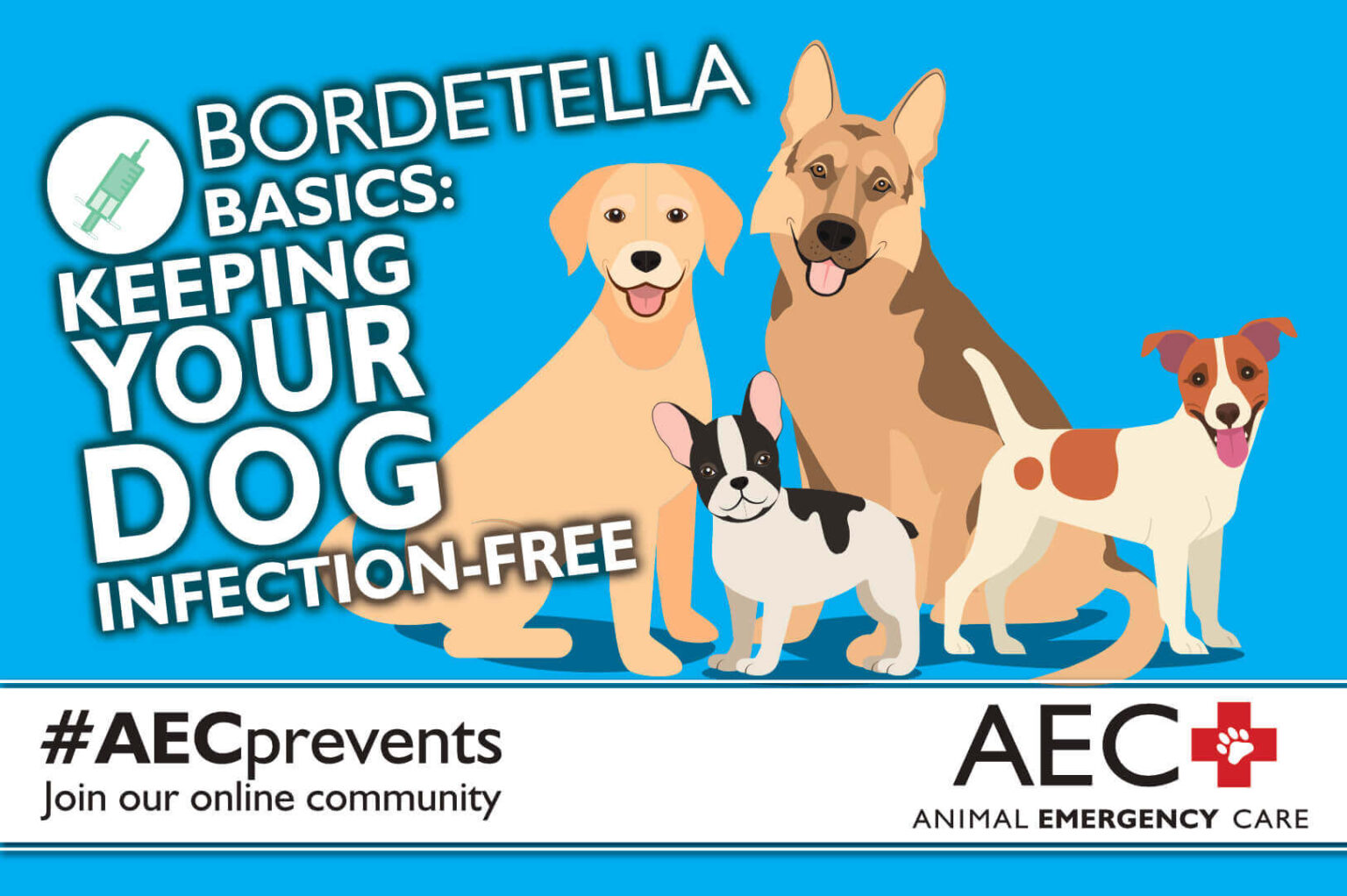 Bordetella Basics Keeping Your Dog InfectionFree Animal Emergency