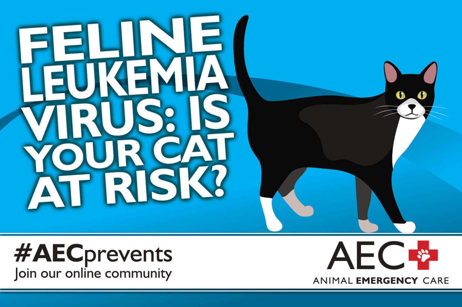 Picture of Feline Leukemia Virus: Is Your Cat At Risk? - Animal Emergency Care ...