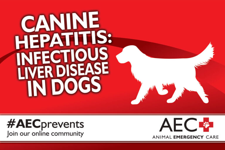 Canine Hepatitis: Infectious Liver Disease in Dogs - Animal Emergency ...