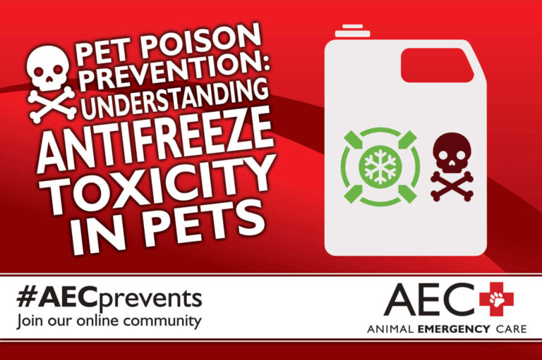 Pet Poison Prevention: Understanding Antifreeze Toxicity in Pets ...