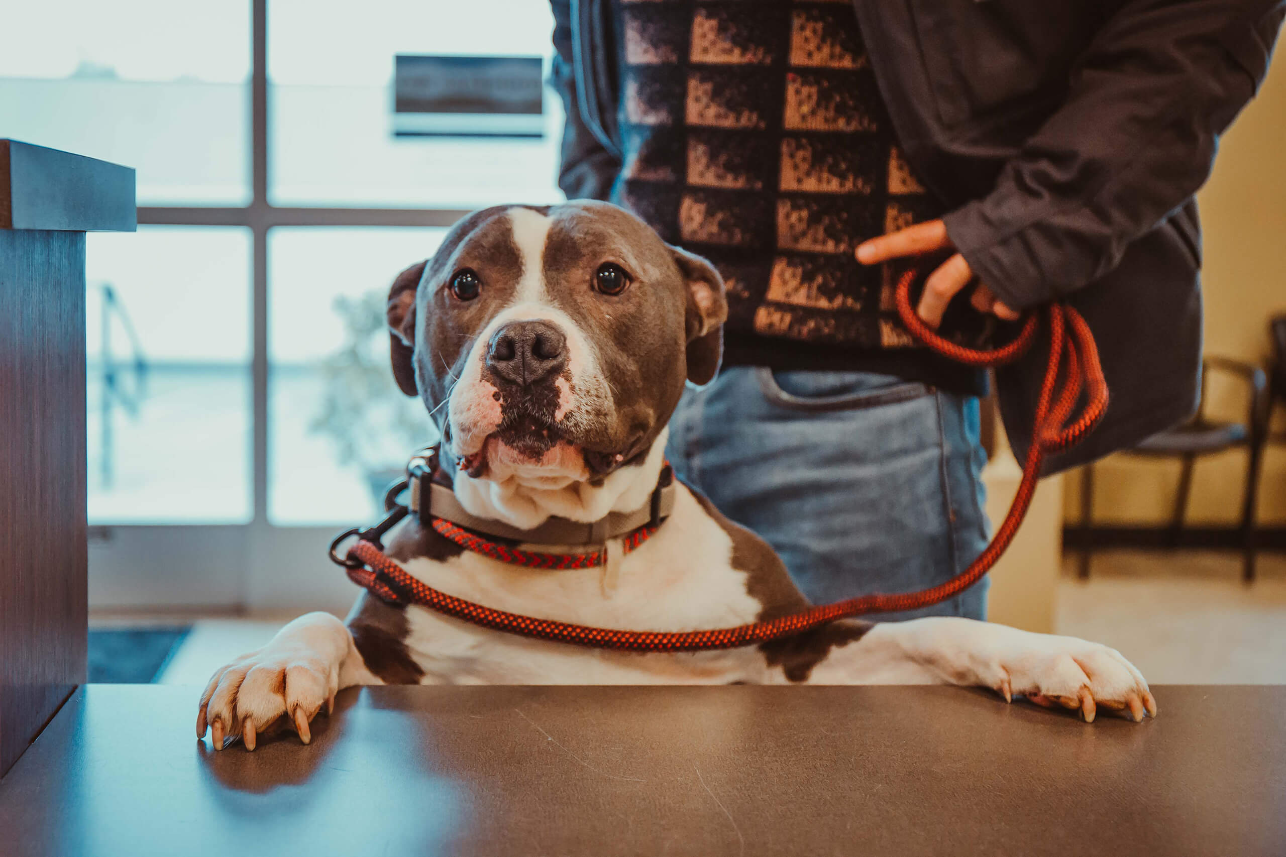 Emergency Vet in Bellingham, WA Animal Emergency Care (AEC)