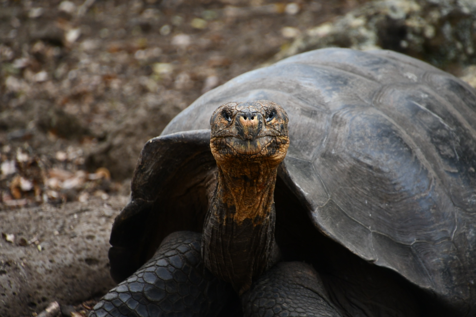 Galapagos Islands - January 2023