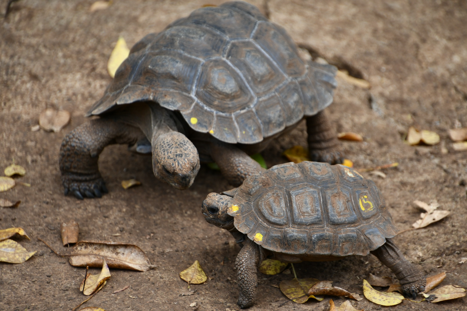 Galapagos Islands - January 2023