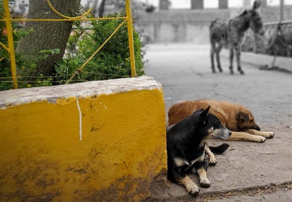 Peru - January 2020