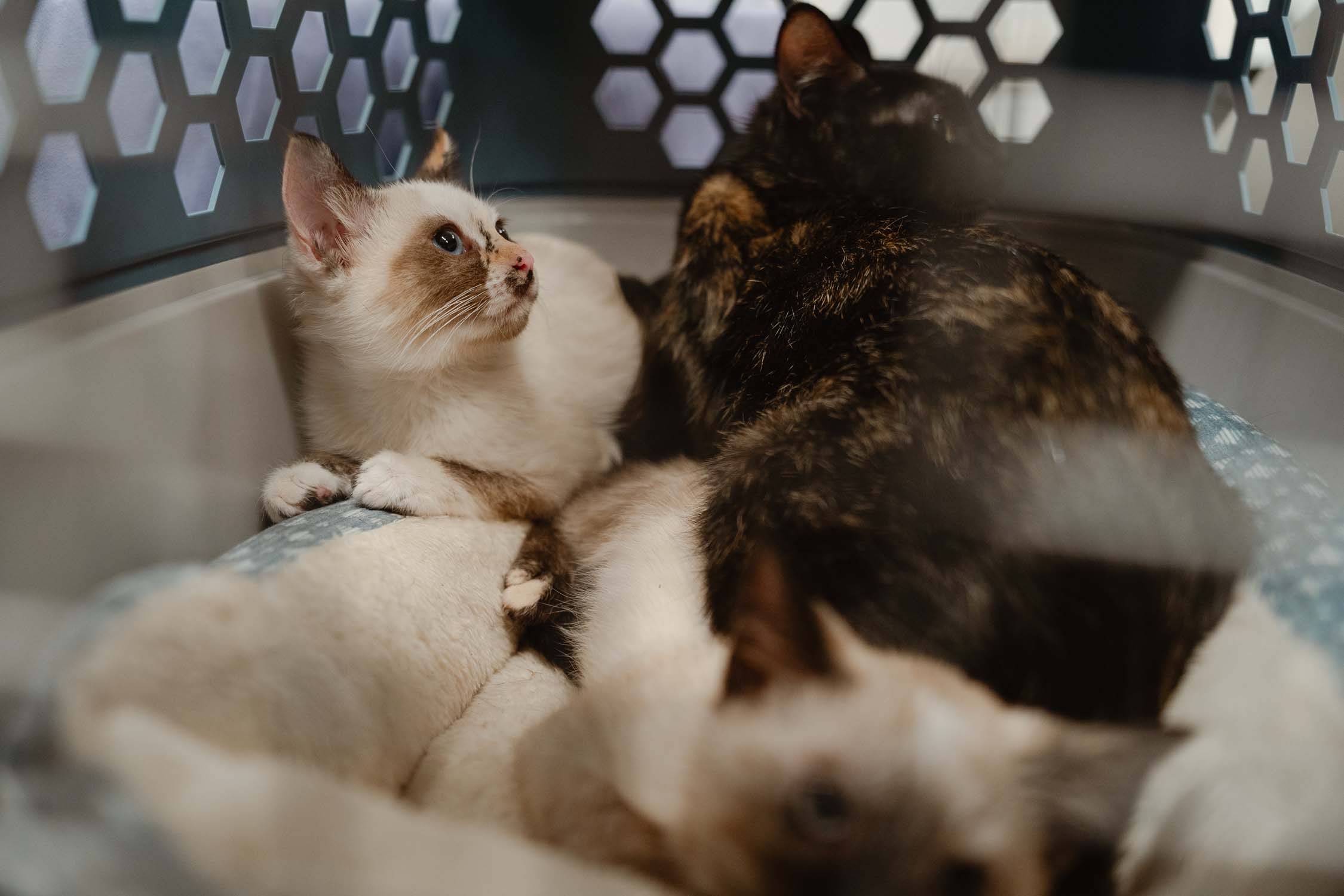 Lummi Nation (Lhaq'temish) Mackenzie Residence Center - June 4th and July 2nd, 2025