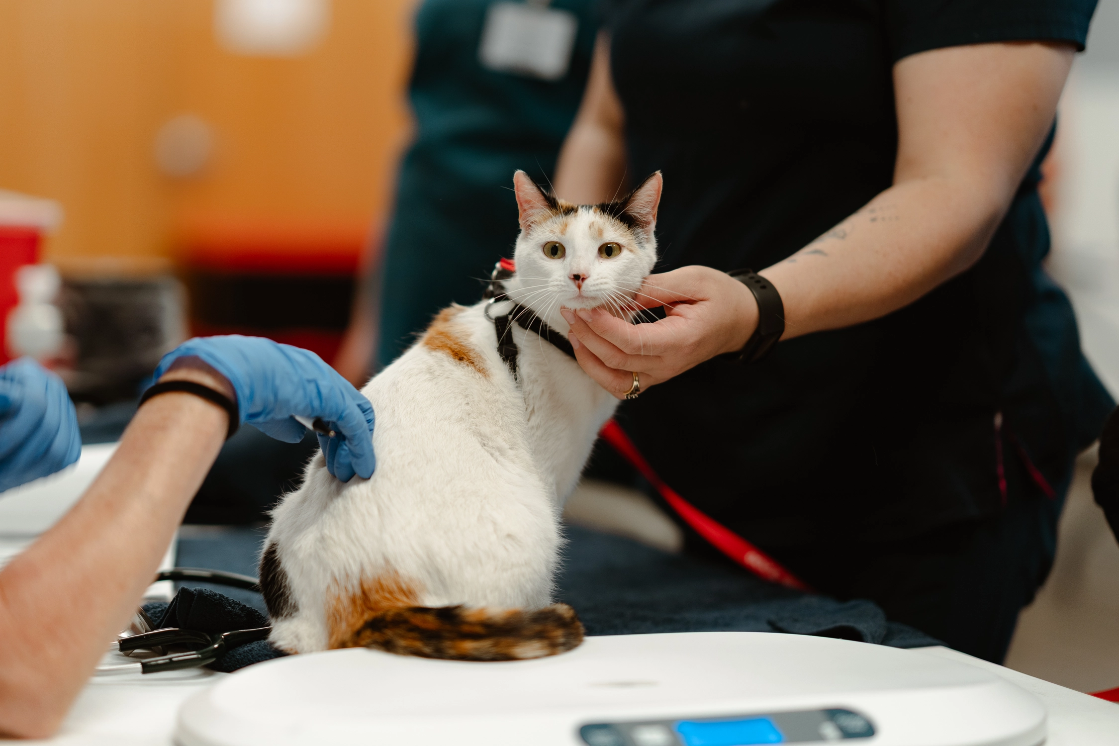 Wellness Clinic for Lummi Nation - Spring 2026