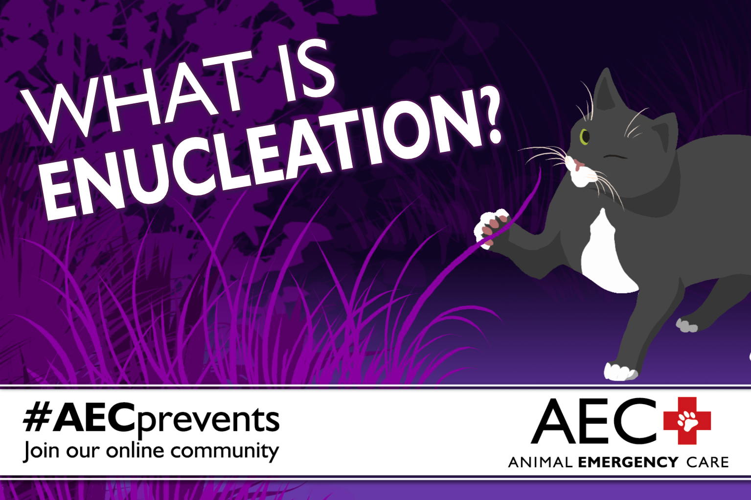 The header for a blog about enucleation features an illustration of a one-eyed cat playing with a long strand of grass over the logo for Animal Emergency Care.